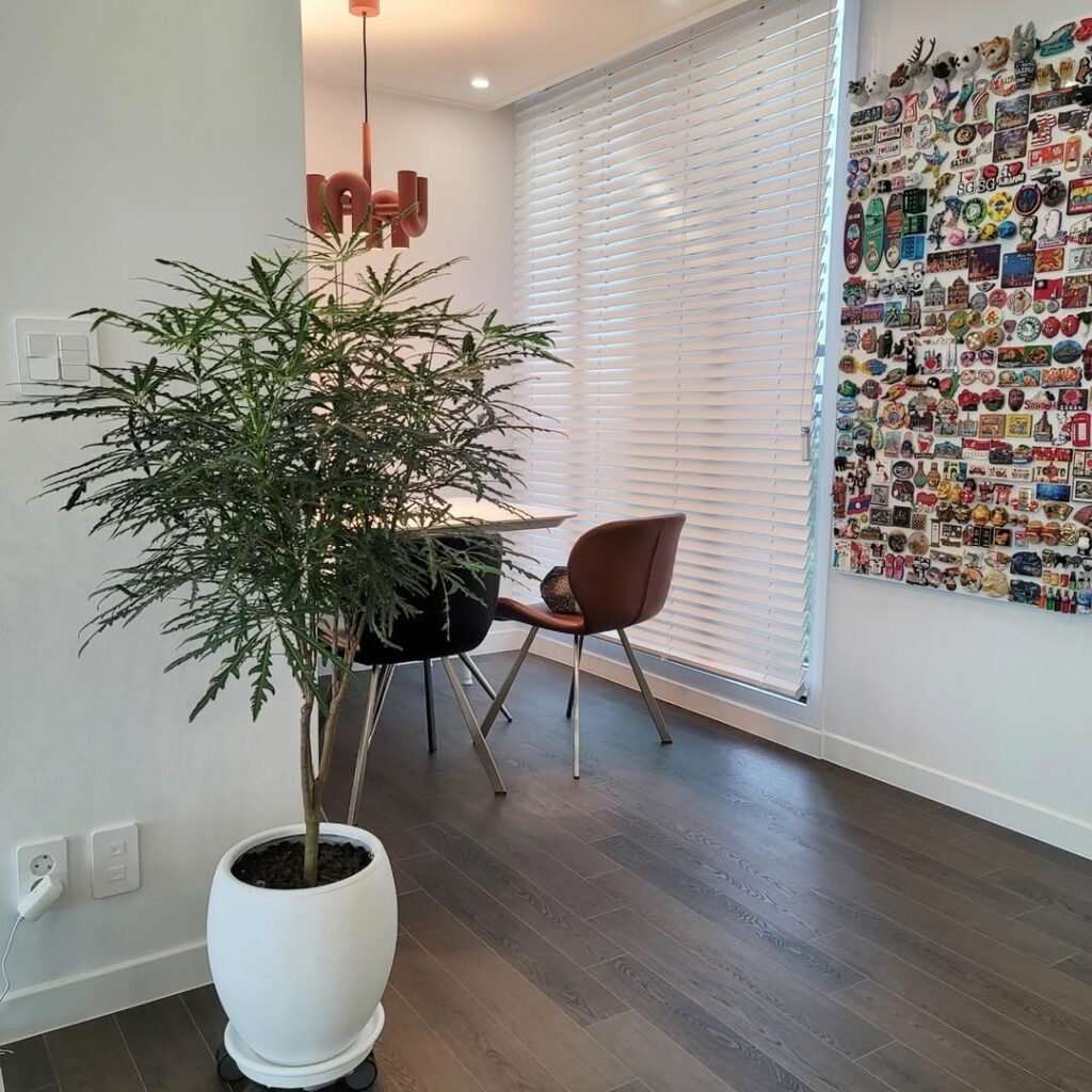 Arália Elegante: como cultivar a planta de folhagem escultural que conquista interiores