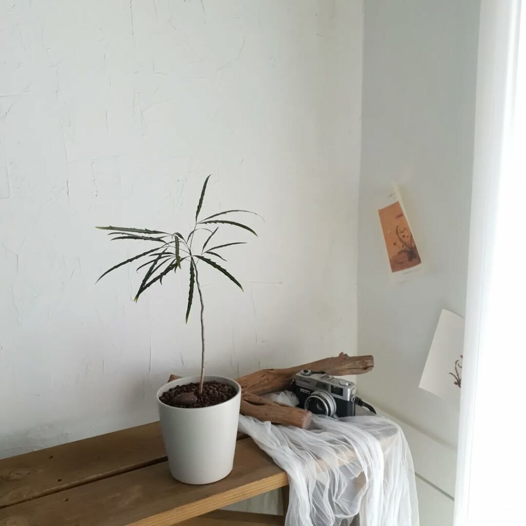 Arália Elegante: como cultivar a planta de folhagem escultural que conquista interiores