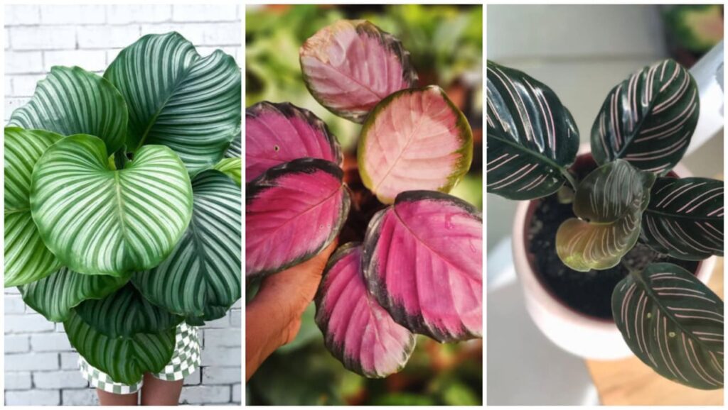 5 variedades de Calatheas que você precisa conhecer.