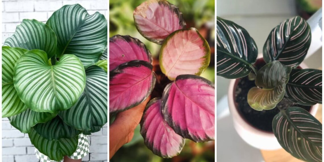 5 variedades de Calatheas que você precisa conhecer.