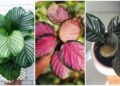 5 variedades de Calatheas que você precisa conhecer.