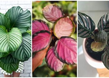 5 variedades de Calatheas que você precisa conhecer.
