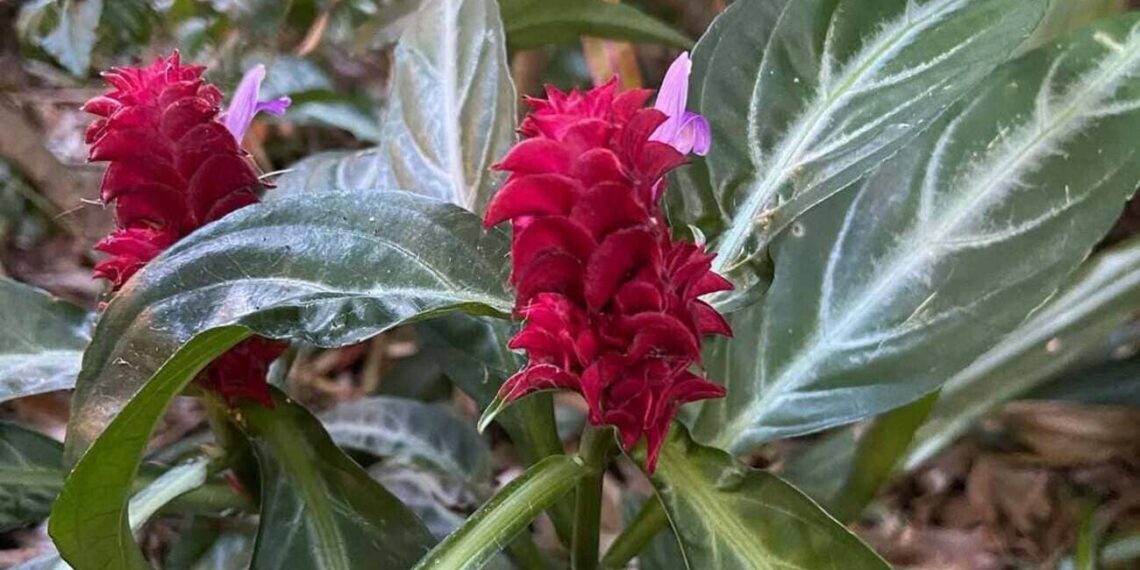 camarão rosa