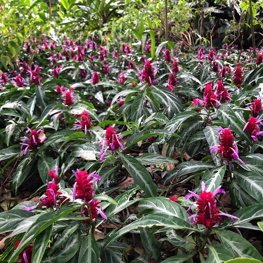 Camarão Rosa (Justicia scheidweileri): Encanto e versatilidade tropical no paisagismo