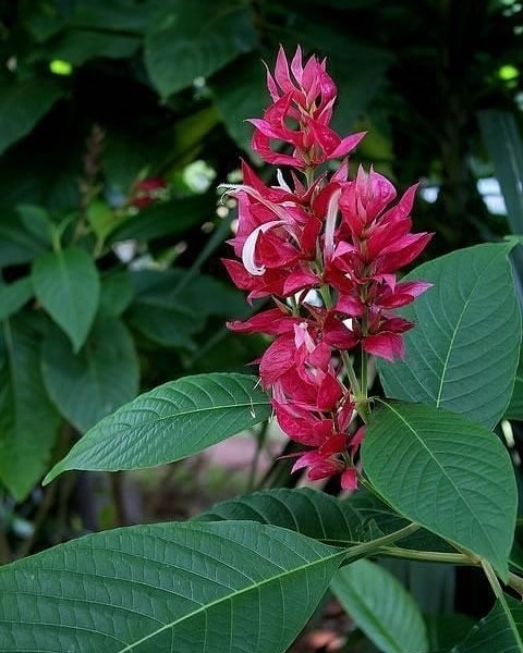 Camarão Rosa (Justicia scheidweileri): Encanto e versatilidade tropical no paisagismo