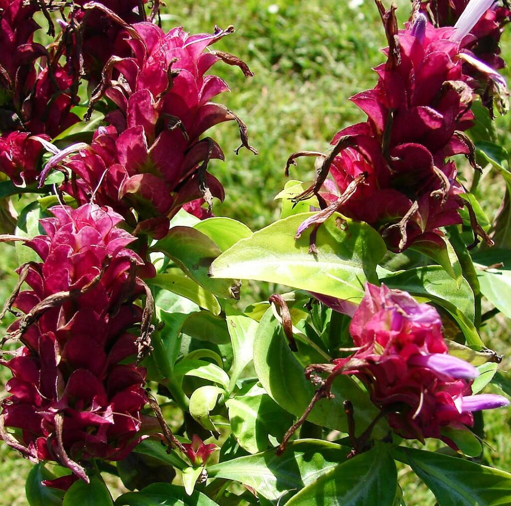 Camarão Rosa (Justicia scheidweileri): Encanto e versatilidade tropical no paisagismo