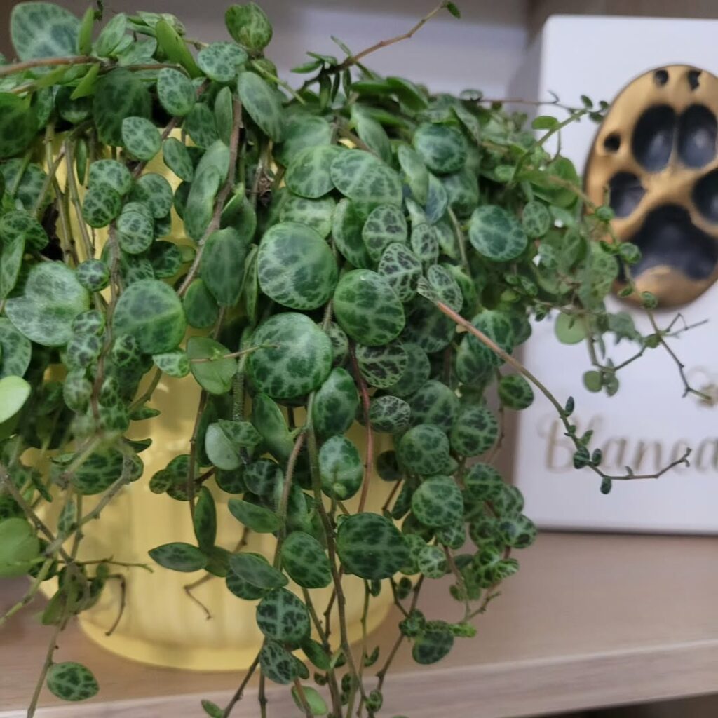 Colar de Tartaruga: como cultivar e valorizar a beleza delicada da Peperomia prostrata