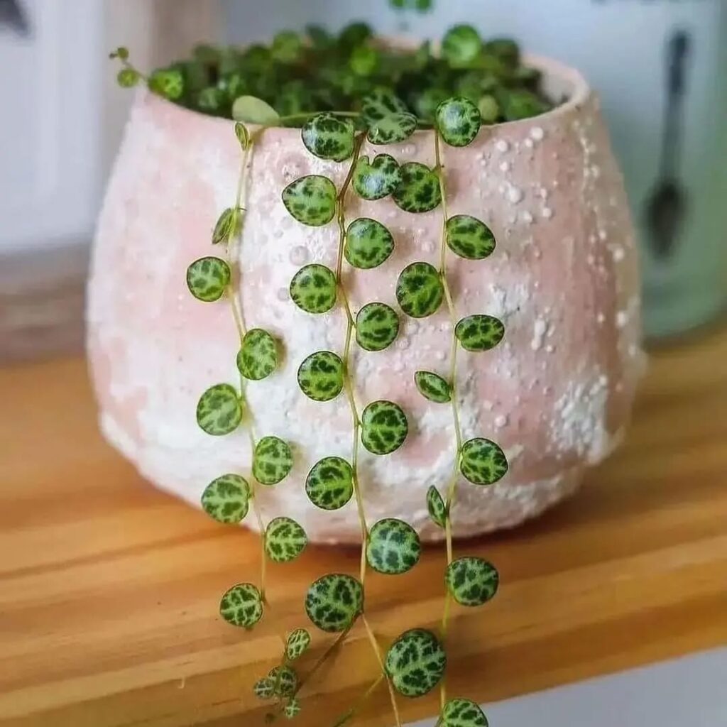 Colar de Tartaruga: como cultivar e valorizar a beleza delicada da Peperomia prostrata