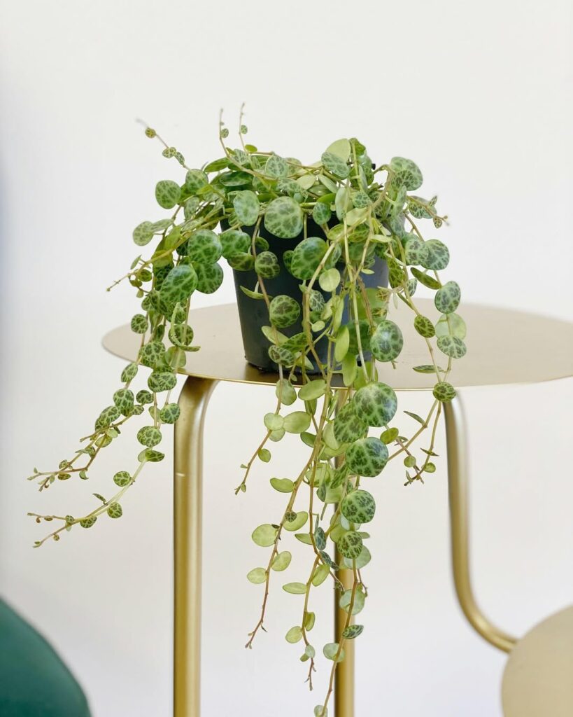 Colar de Tartaruga: como cultivar e valorizar a beleza delicada da Peperomia prostrata