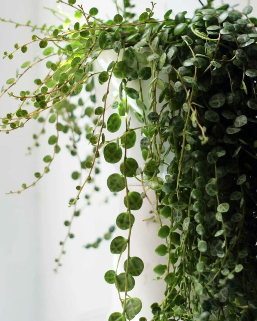 Colar de Tartaruga: como cultivar e valorizar a beleza delicada da Peperomia prostrata