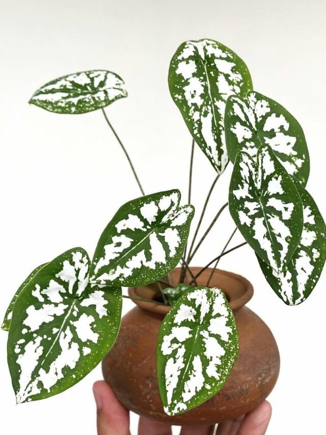 cropped-Caladium-Humboldtii-4.jpg