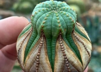 cropped-Euphorbia-obesa-2.jpg