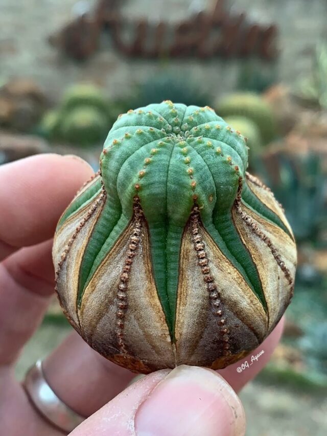 cropped-Euphorbia-obesa-2.jpg