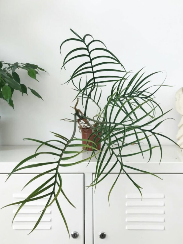 cropped-Philodendron-tortum-3.jpg