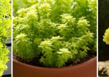 cropped-Sedum-japonicum-cp.jpg