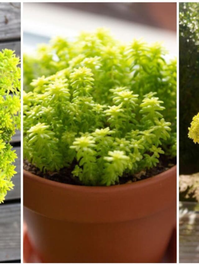 cropped-Sedum-japonicum-cp.jpg
