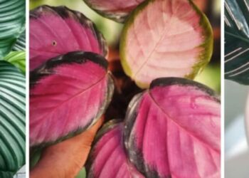 cropped-calatheas.jpg