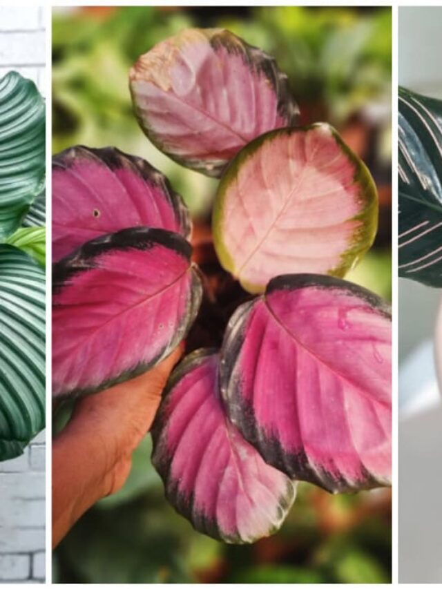 cropped-calatheas.jpg