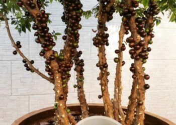 cropped-jabuticaba-2.jpg