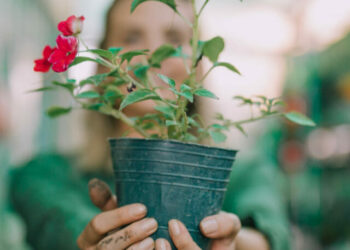 cropped-jardim-flores.jpg