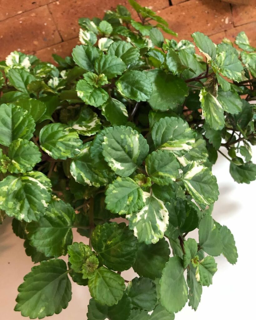 Dólar Variegata: como cultivar e cuidar da planta ornamental que atrai prosperidade