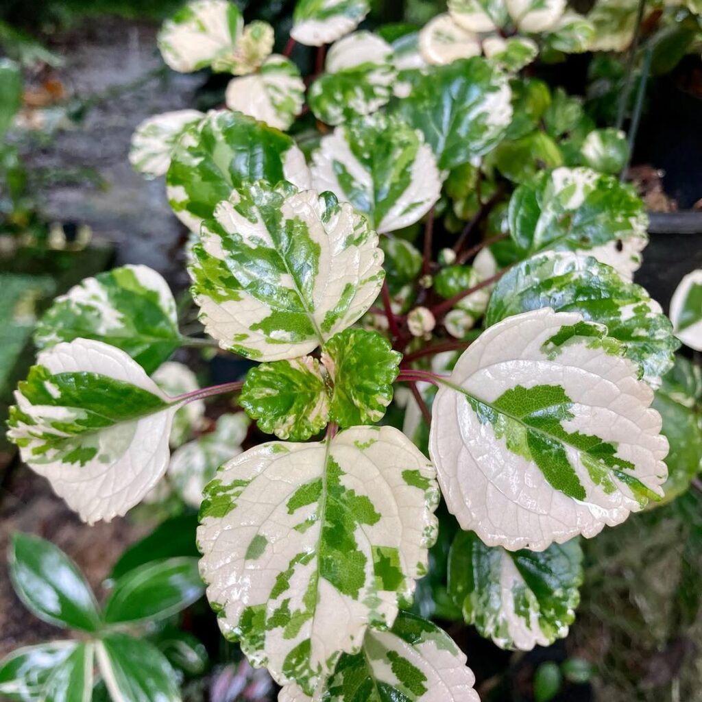Dólar Variegata: como cultivar e cuidar da planta ornamental que atrai prosperidade