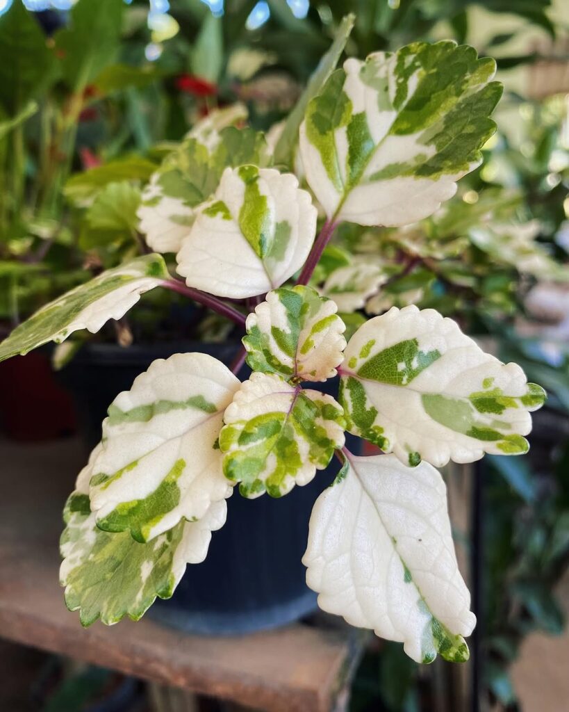 Dólar Variegata: como cultivar e cuidar da planta ornamental que atrai prosperidade