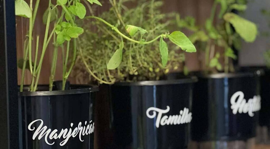 Ervas frescas que você pode cultivar na água! Sem terra, sem problema!