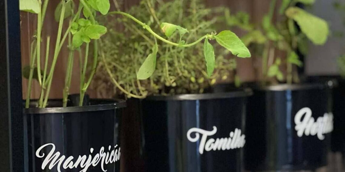Ervas frescas que você pode cultivar na água! Sem terra, sem problema!