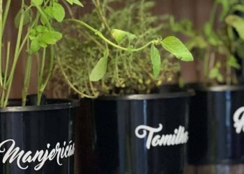 Ervas frescas que você pode cultivar na água! Sem terra, sem problema!