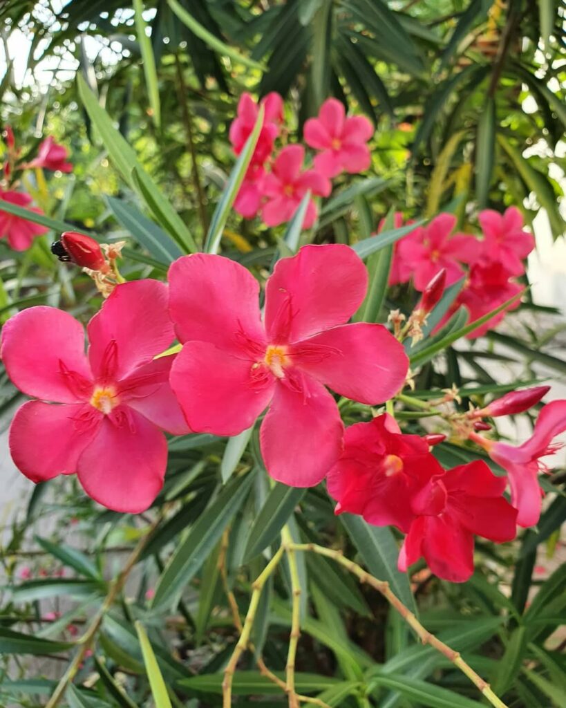 Jamais cheire essa flor! Ela pode te matar em segundos. Saiba qual!