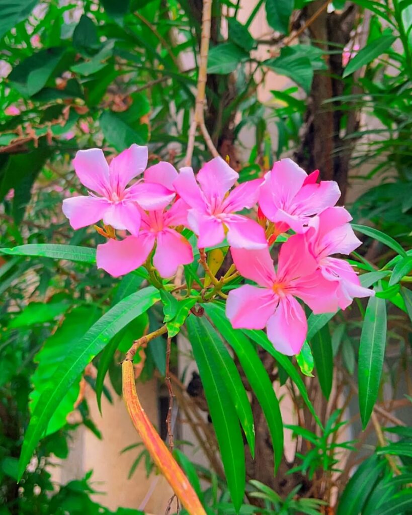 Jamais cheire essa flor! Ela pode te matar em segundos. Saiba qual!