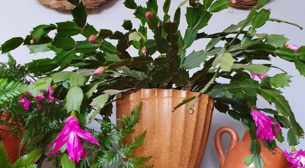 O truque pouco conhecido que faz sua flor-de-maio florescer como nunca