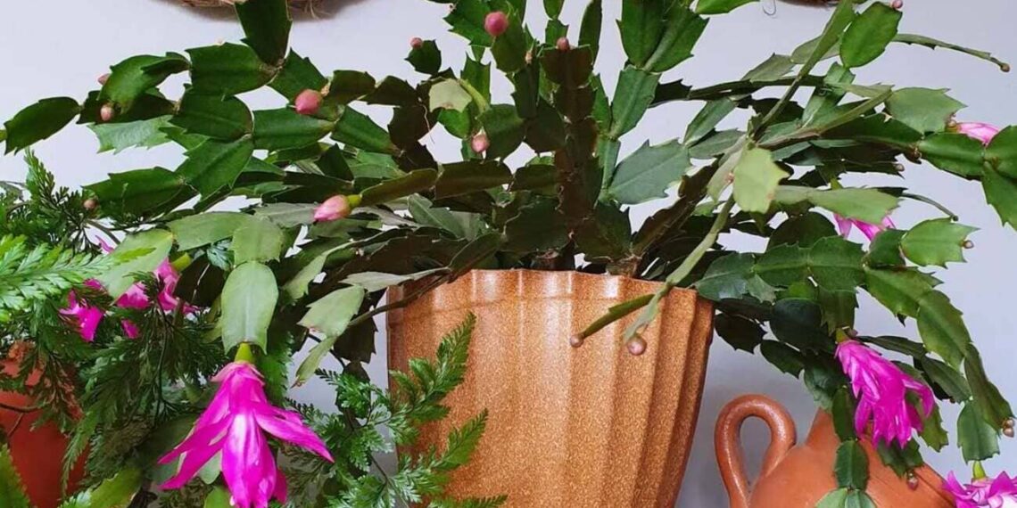 Como cuidar da Flor-de-Maio: dicas práticas para ter flores vibrantes e saudáveis