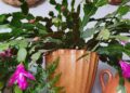 O truque pouco conhecido que faz sua flor-de-maio florescer como nunca