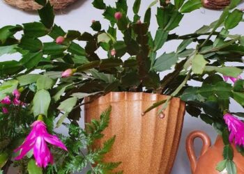 Como cuidar da Flor-de-Maio: dicas práticas para ter flores vibrantes e saudáveis