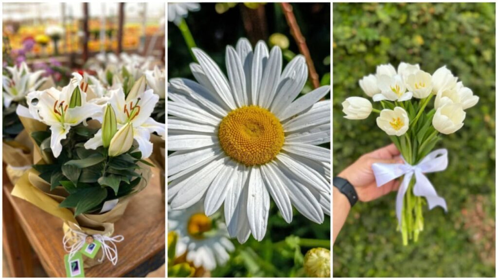 Flores brancas que encantam: conheça as espécies perfeitas para presentear