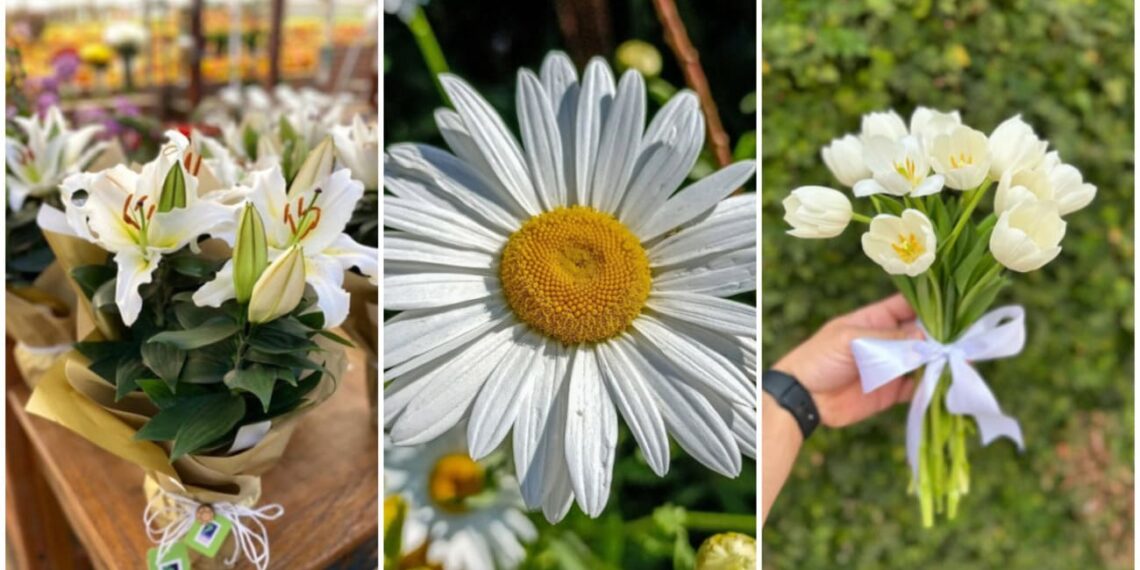 Flores brancas que encantam: conheça as espécies perfeitas para presentear