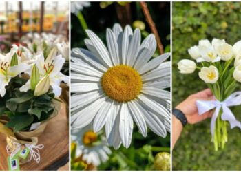 Flores brancas que encantam: conheça as espécies perfeitas para presentear