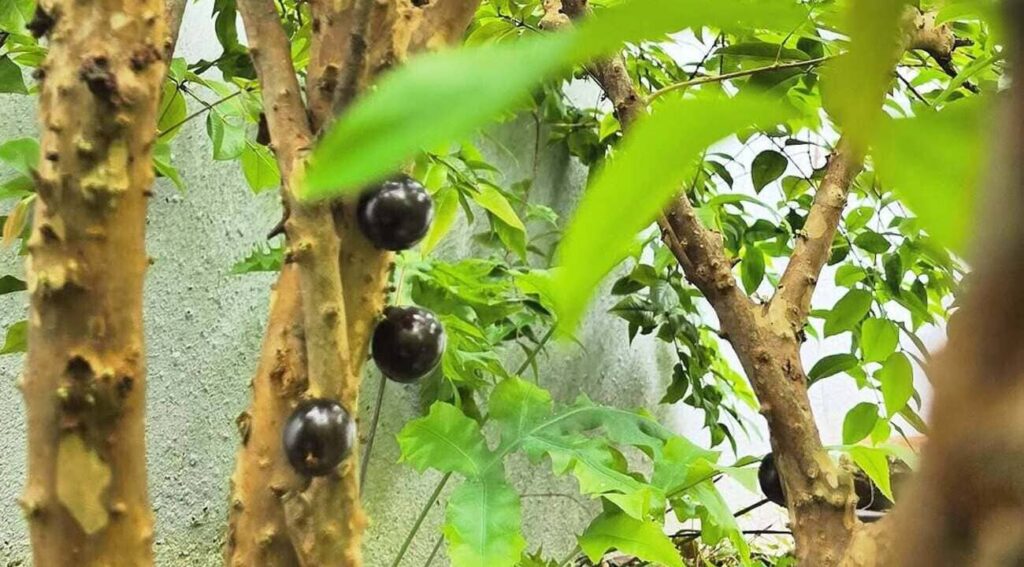 Como fazer muda de jabuticaba: técnicas certeiras para multiplicar essa árvore tipicamente brasileira