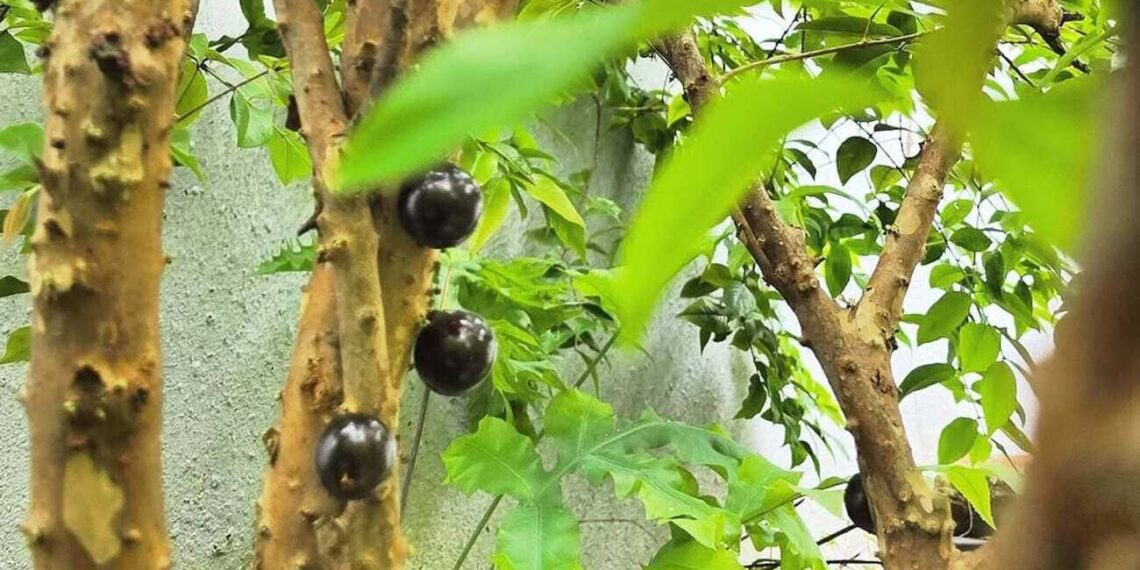 Como fazer muda de jabuticaba: técnicas certeiras para multiplicar essa árvore tipicamente brasileira