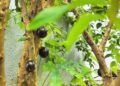 Como fazer muda de jabuticaba: técnicas certeiras para multiplicar essa árvore tipicamente brasileira