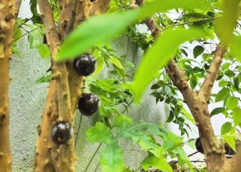 Como fazer muda de jabuticaba: técnicas certeiras para multiplicar essa árvore tipicamente brasileira