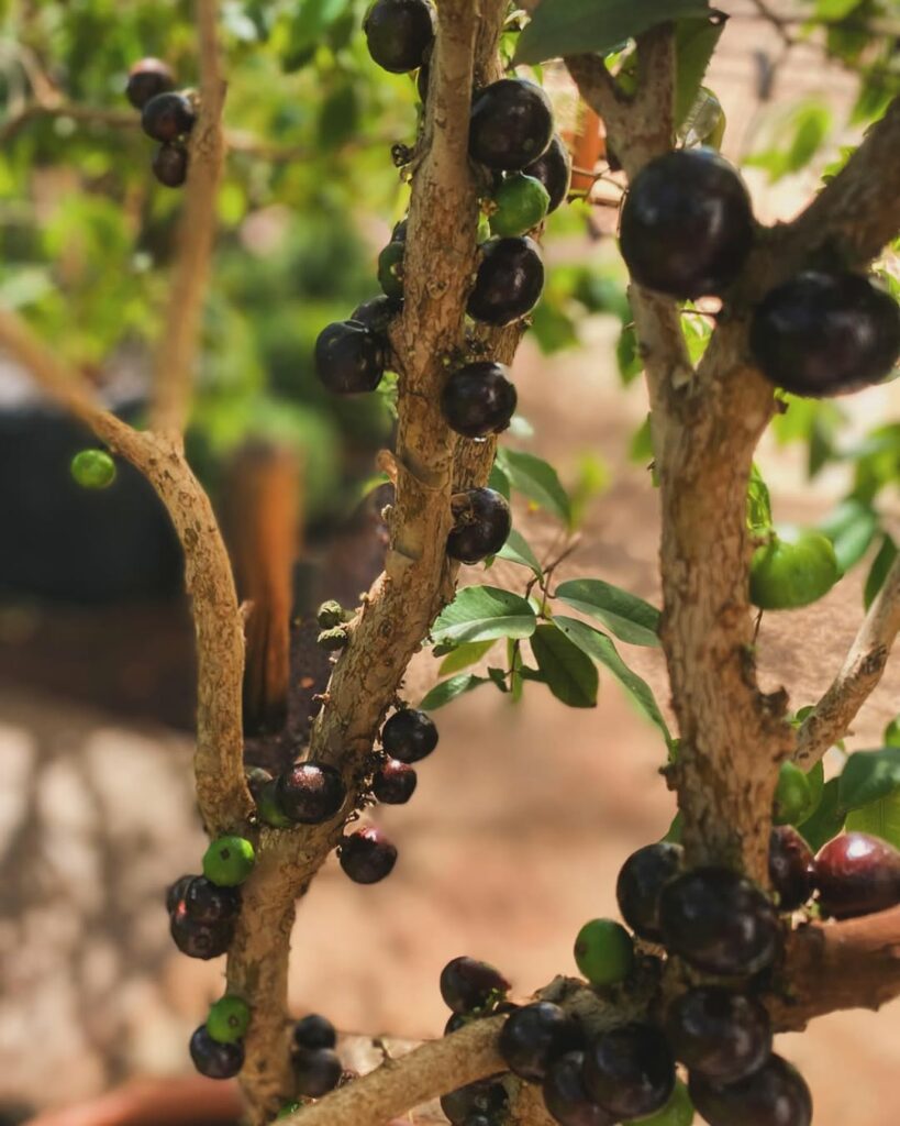 Como fazer muda de jabuticaba: técnicas certeiras para multiplicar essa árvore tipicamente brasileira
