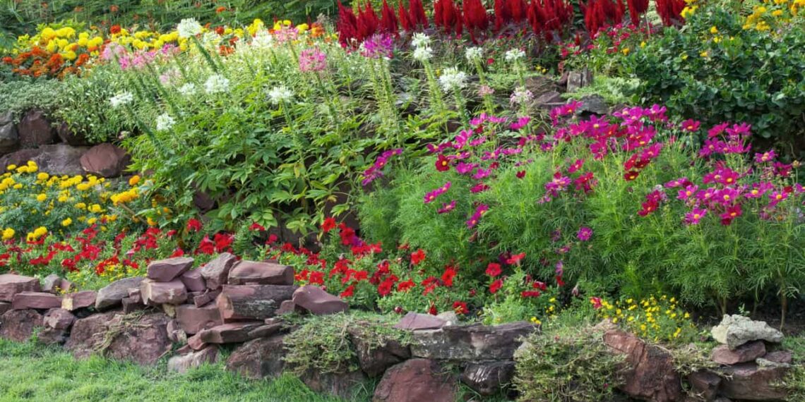 Plantas para Jardim que Se Destacam pela Cor de Suas Flores.
