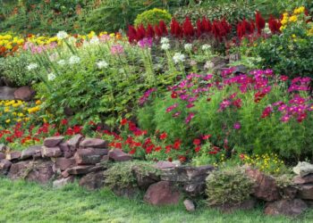 Plantas para Jardim que Se Destacam pela Cor de Suas Flores.