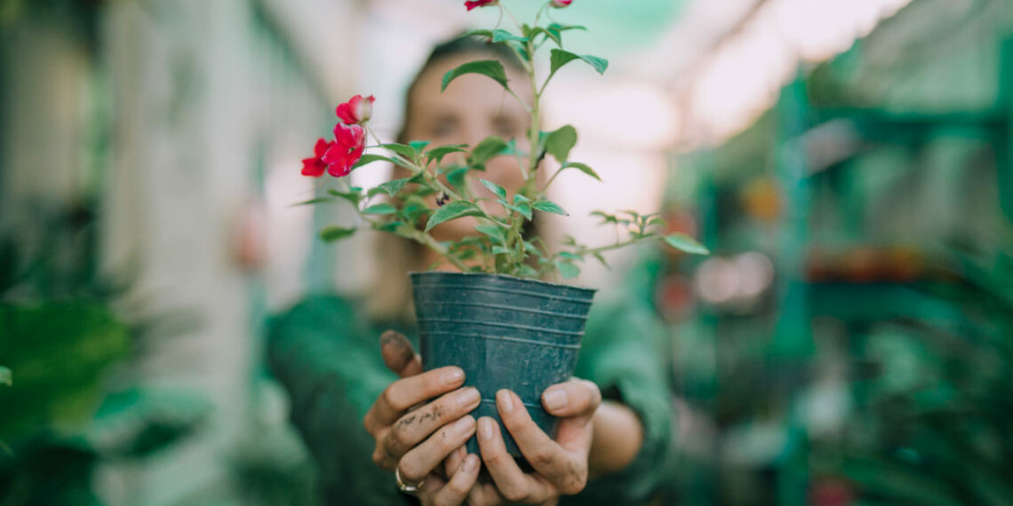 Flores sem espera: cultive espécies que florescem em tempo recorde