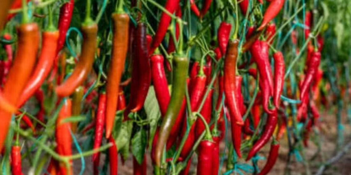 Pimenta-malagueta em casa: dicas essenciais para cultivar essa especiaria irresistível