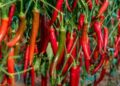 Pimenta-malagueta em casa: dicas essenciais para cultivar essa especiaria irresistível