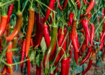 Pimenta-malagueta em casa: dicas essenciais para cultivar essa especiaria irresistível